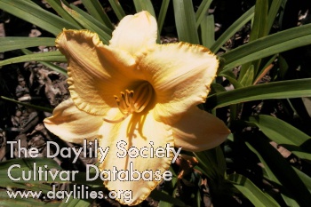 Daylily Etched in Gold